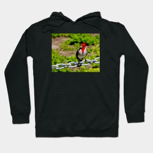 Colorful Brazilian Cardinal Bird Hoodie